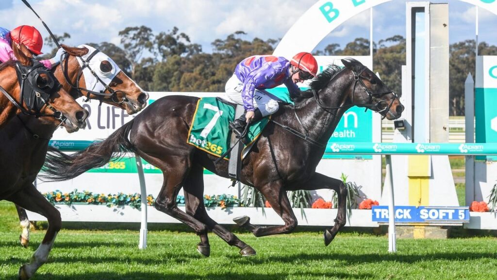 Here are the 5 reasons why you should bet on the Melbourne Cup bet on the Melbourne Cup